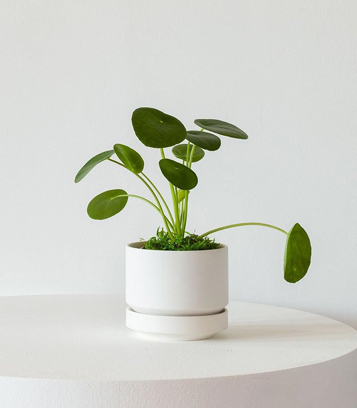 w-indoor-plants-small-2-0 Pilea Peperomioides - Image 1