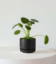 Pilea Peperomioides - Image 4