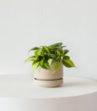 Watering Can - Image 5