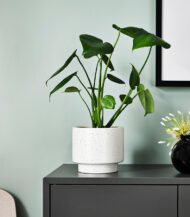 Dracaena Compacta - Image 4